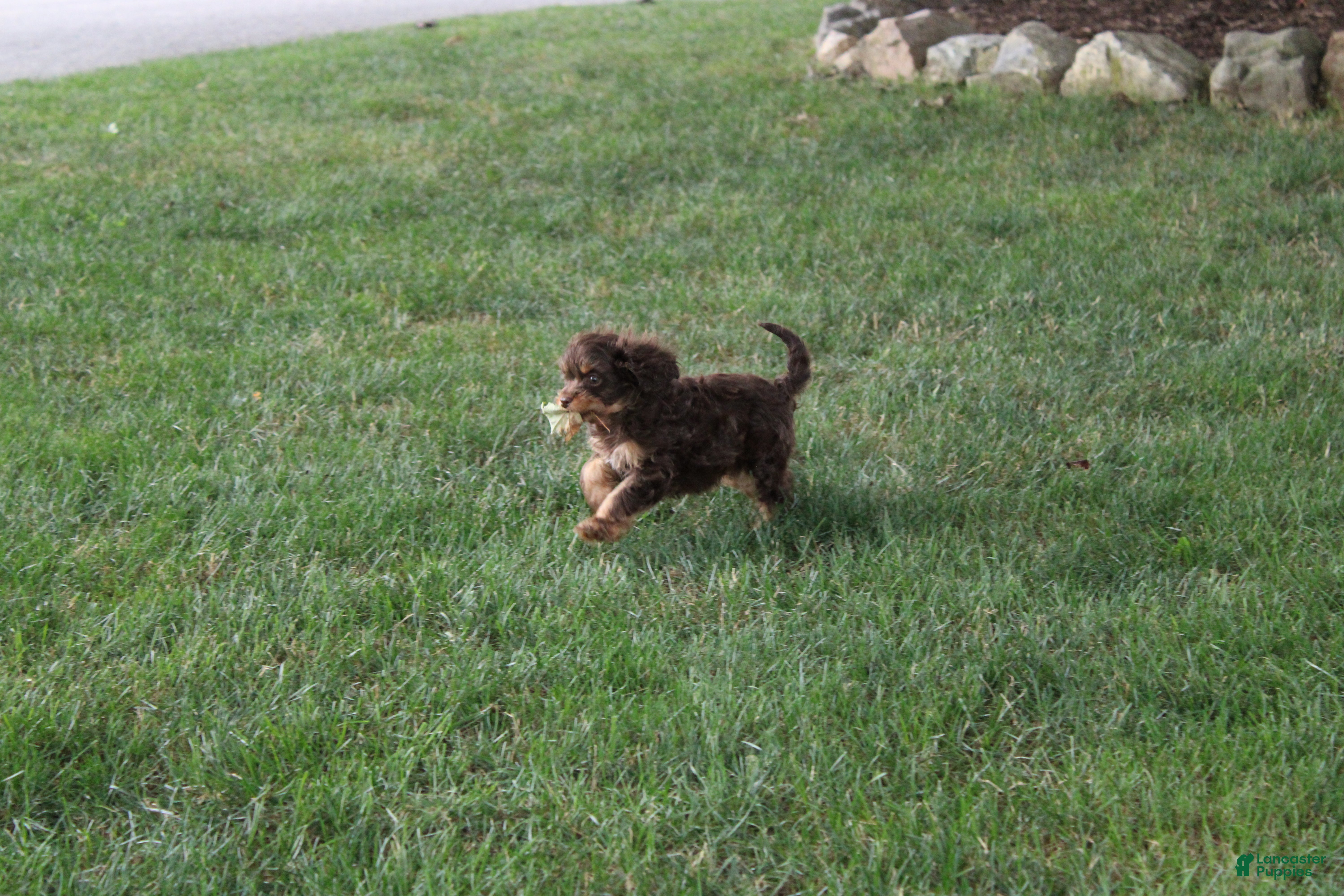 Cavapoo dogs Forrest - Ad 2