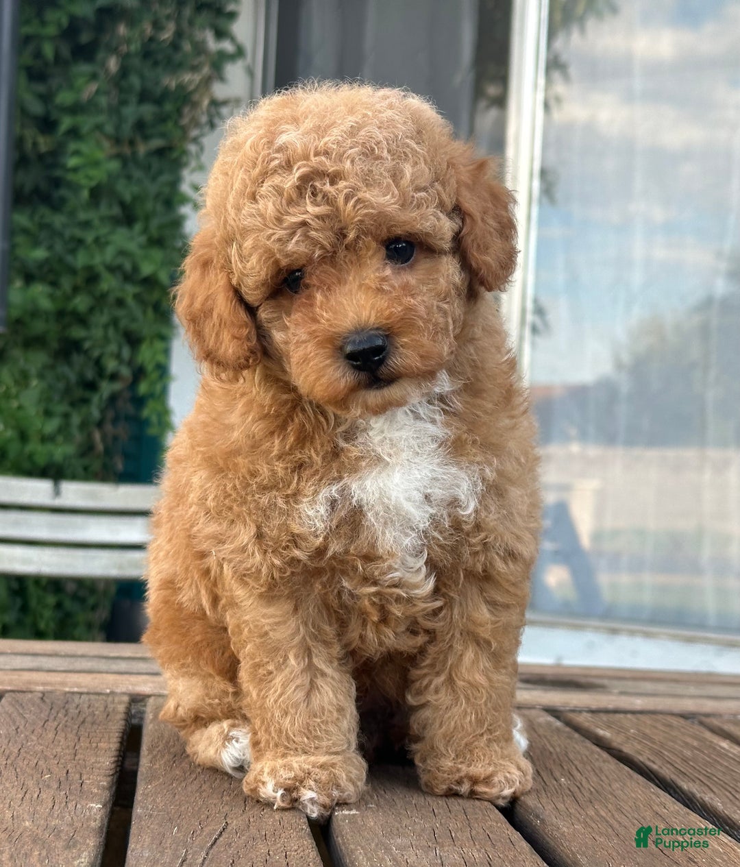 Toy Poodle dogs for sale: Toy Poodle Puppy 1 - Ad 1
