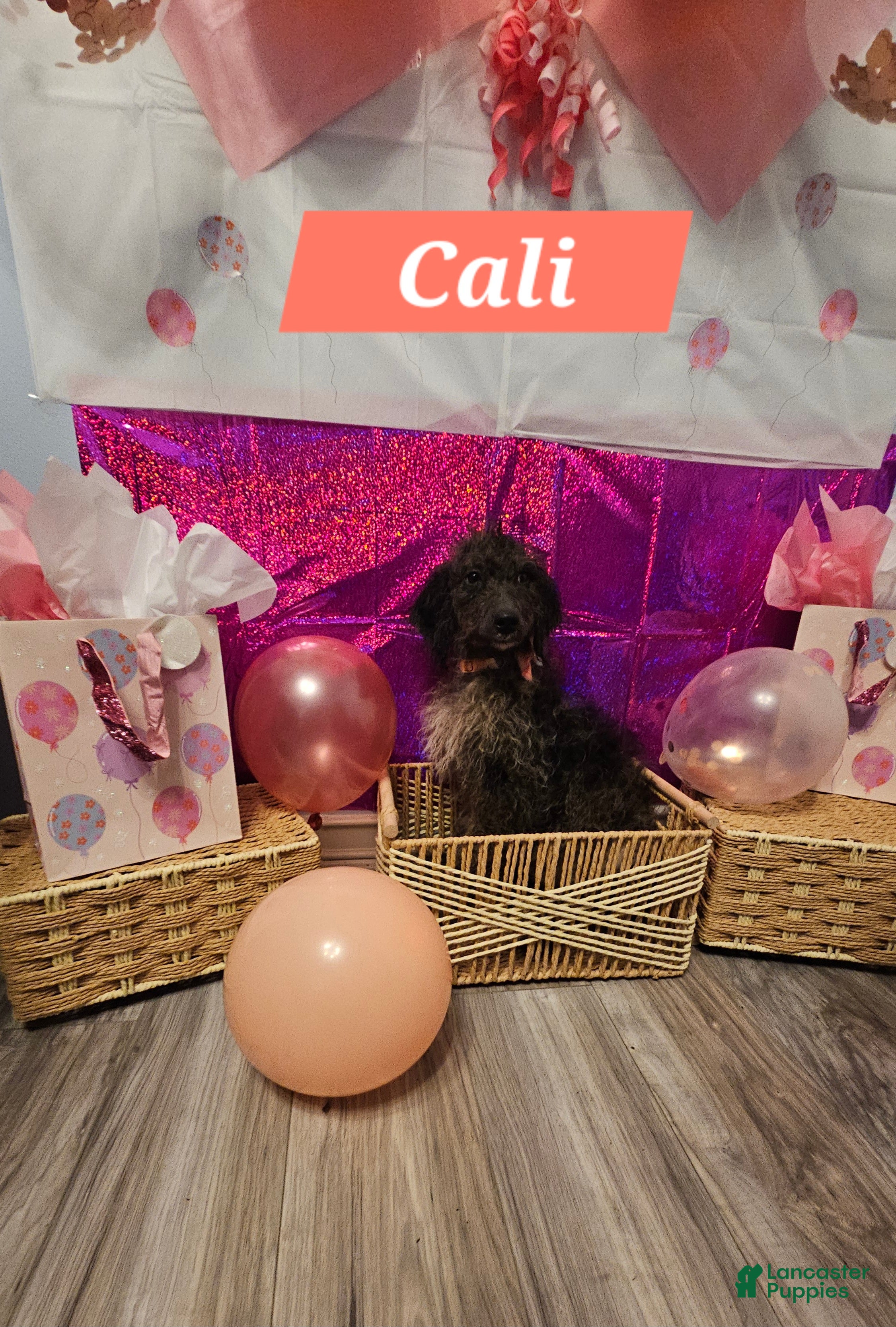 Mixed Breed dogs for sale: Cali  - Ad 1