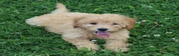 Mini Goldendoodle dogs for sale: Fluffy - Ad 3