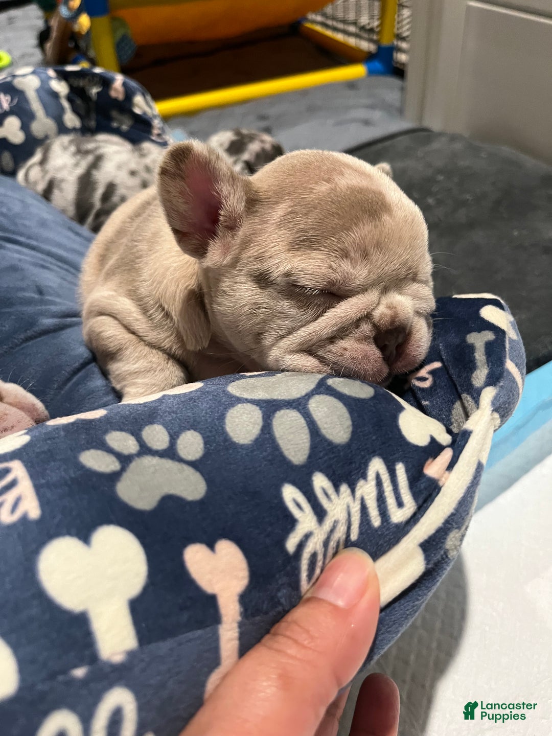 French Bulldog dogs for sale: French Bulldog Puppy 3 - Ad 7