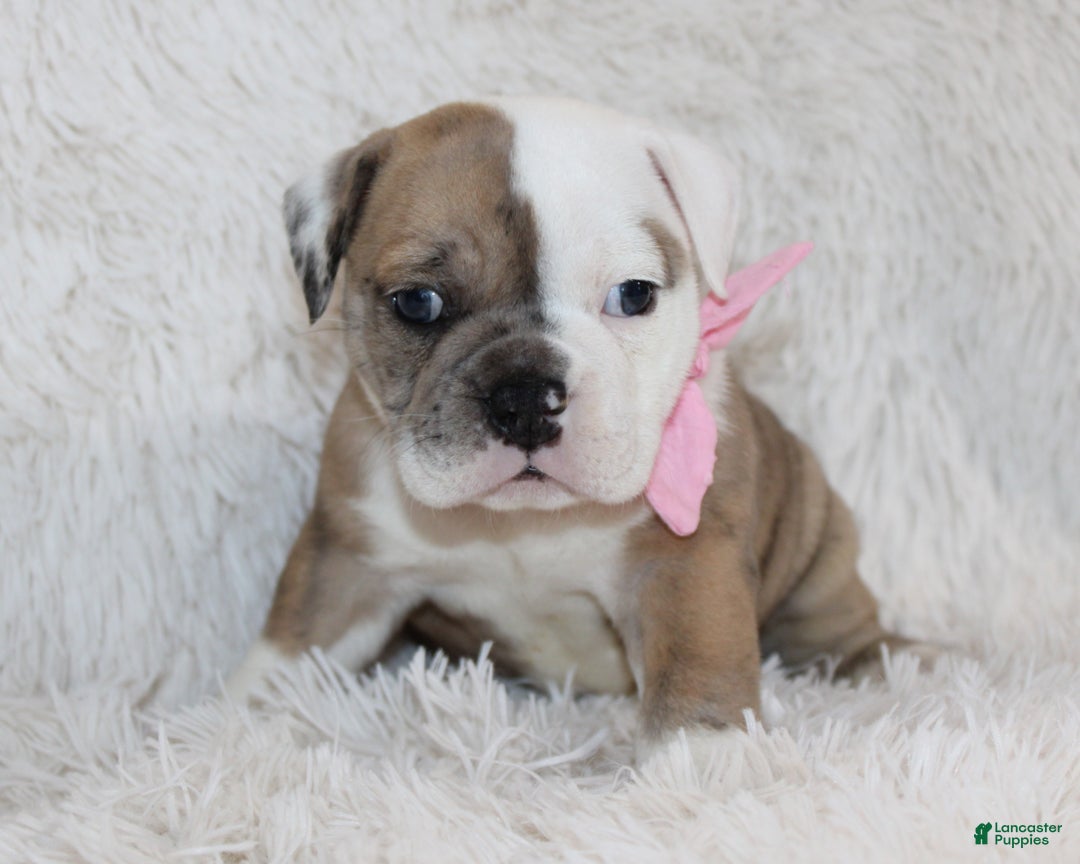 English Bulldog dogs for sale: Raine - Ad 1
