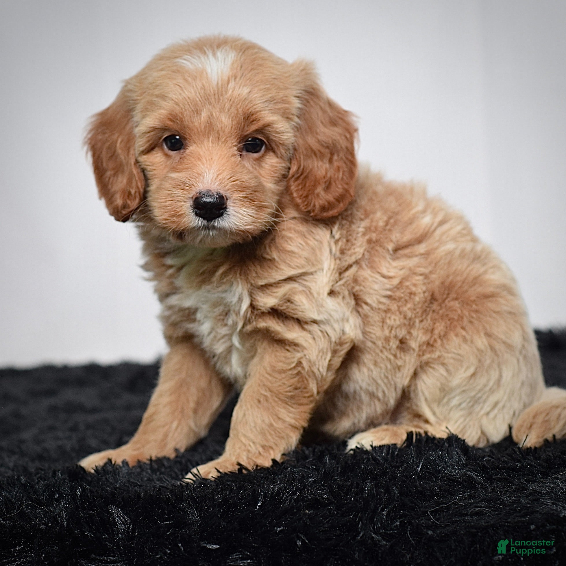 Mini Goldendoodle dogs Mr. Axel - Ad 2