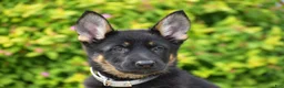 German Shepherd dogs for sale: Rachel - Ad 4