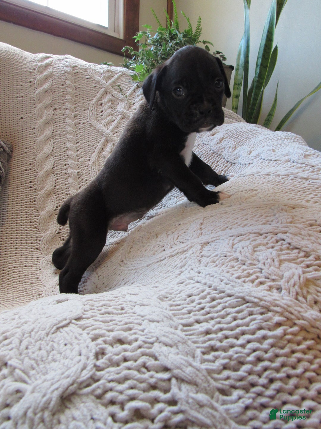 Boxer dogs for sale: Percy - Ad 2