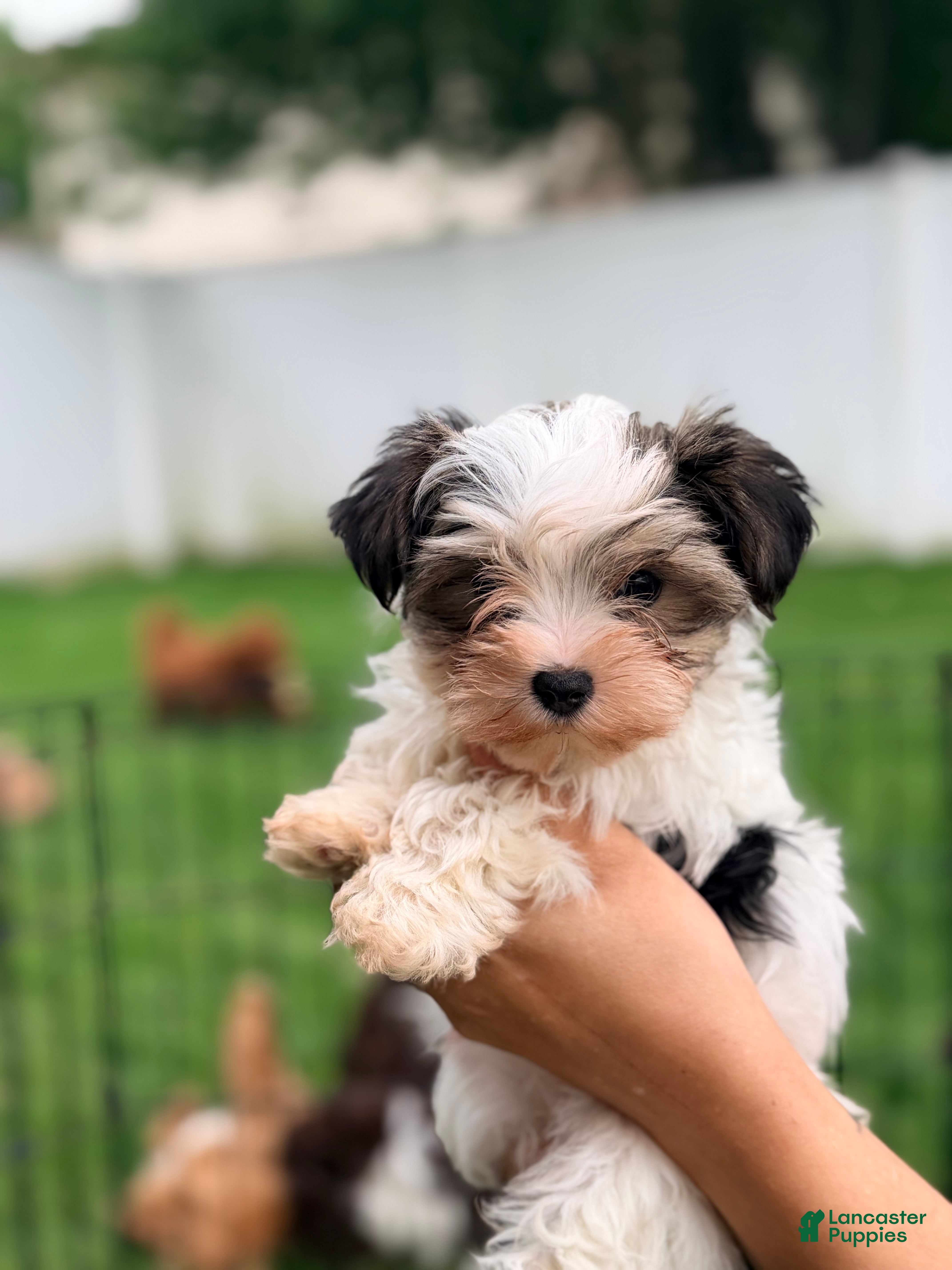 Morkie dogs for sale: Dill - Ad 1