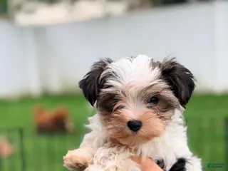 Morkie dogs for sale: Dill - Ad 1