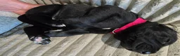 Mixed Breed dogs for sale: Red - Ad 12