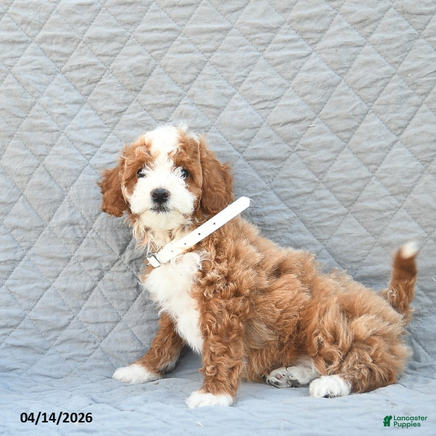 Miniature Poodle dogs Scout  - Ad 2