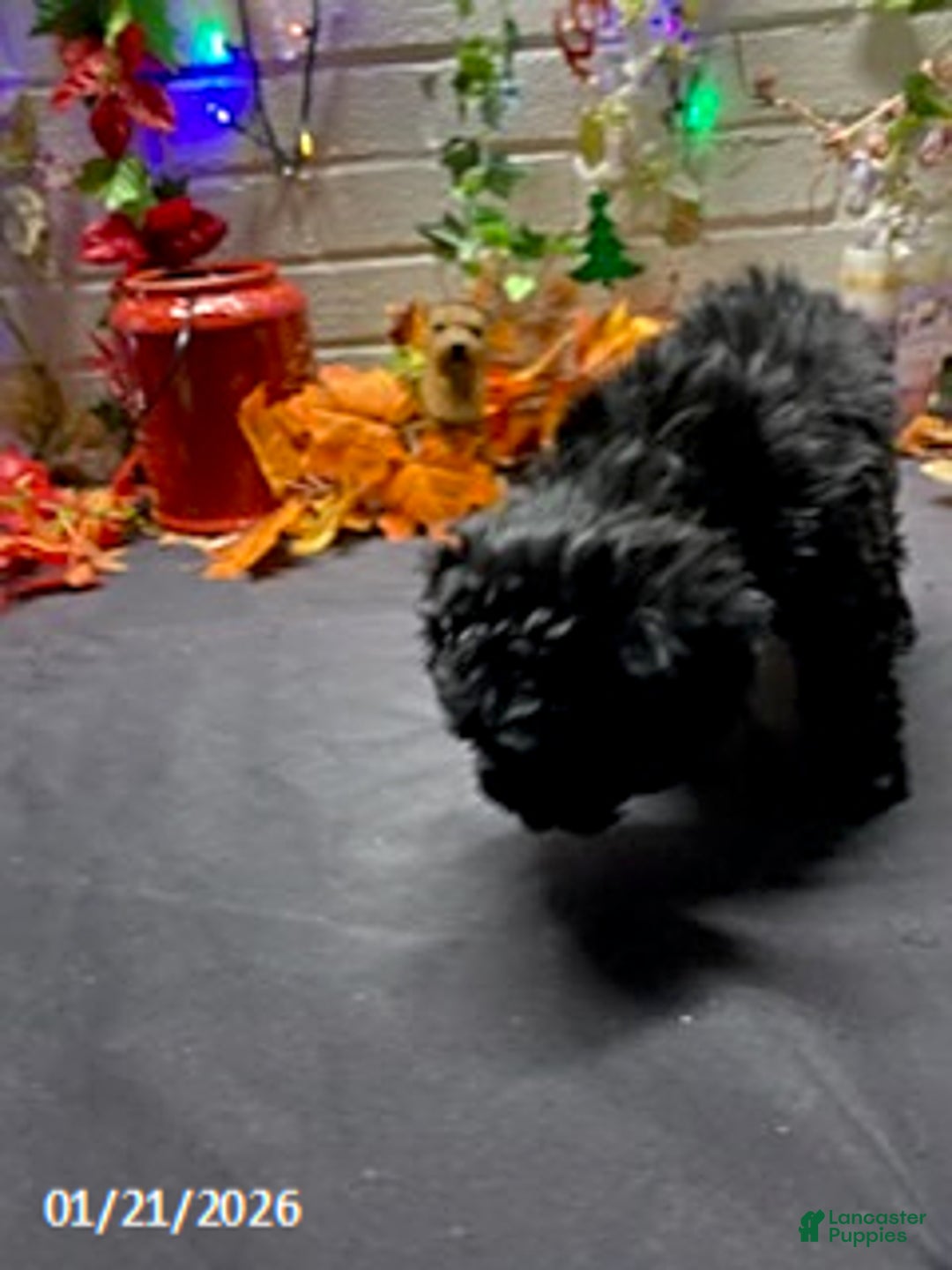 Cockapoo dogs for sale: Ace - Ad 12