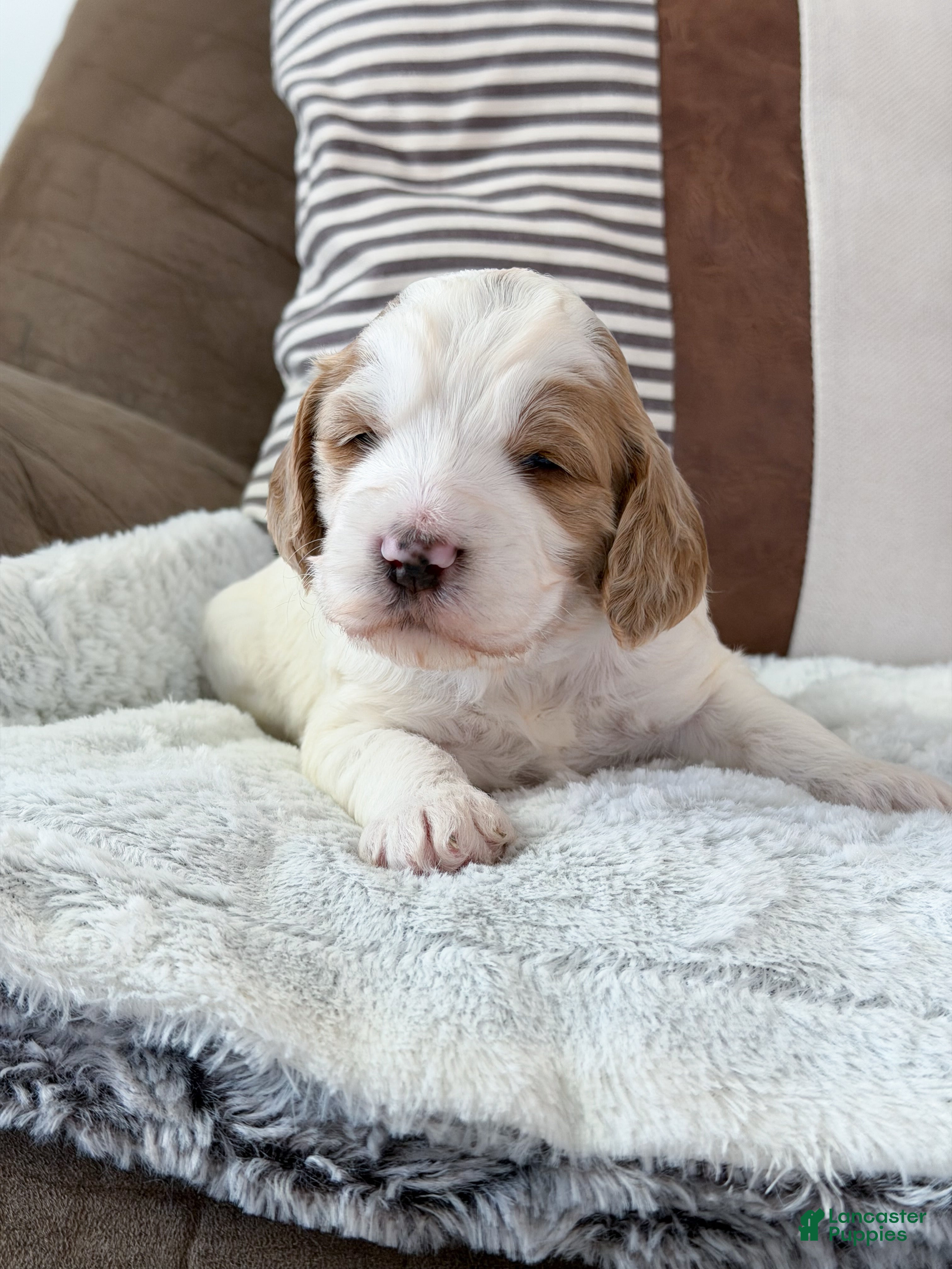 Goldendoodle dogs Knox - Ad 2