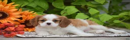 Cavalier King Charles Spaniel dogs for sale: Jackson - Ad 4