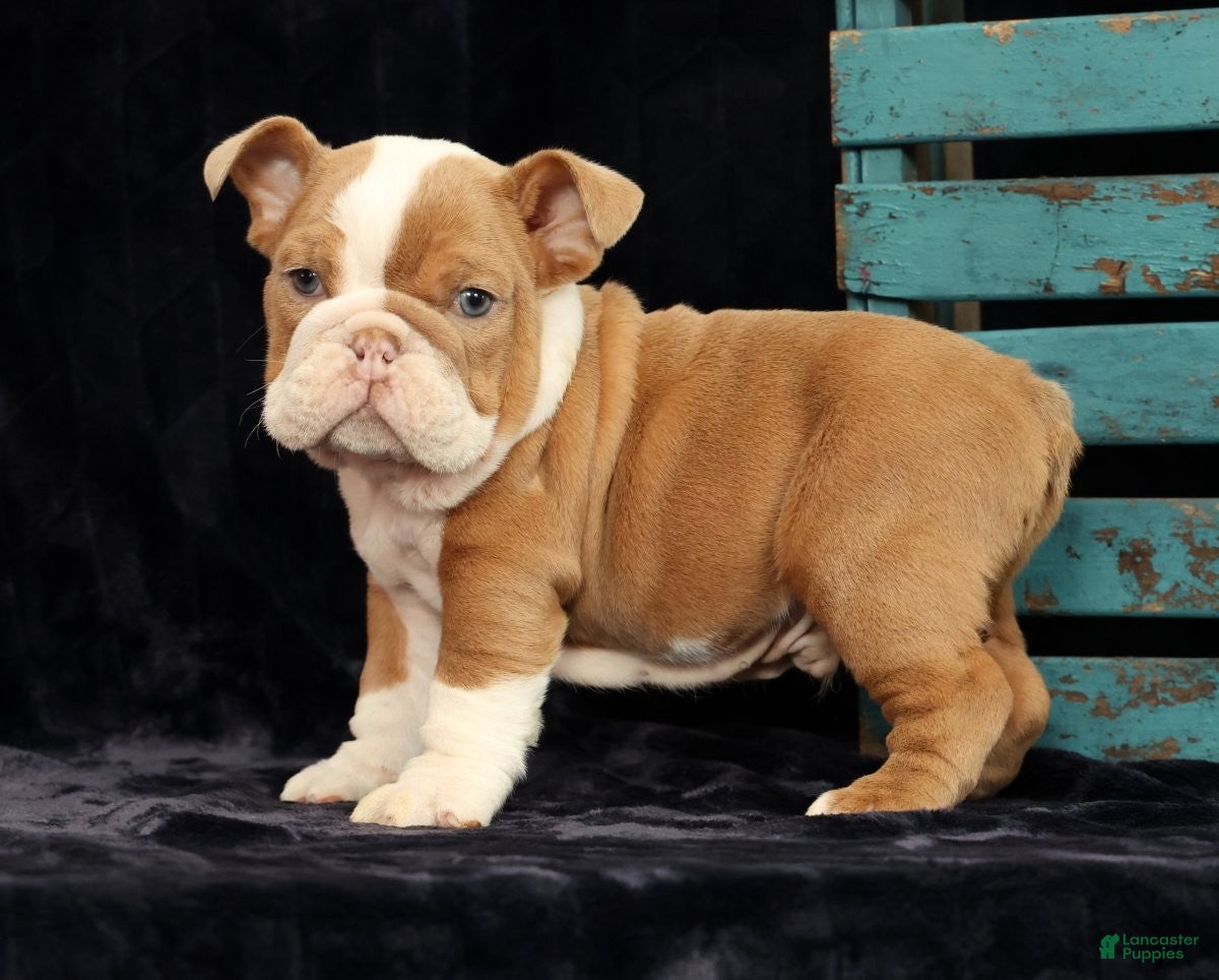 English Bulldog dogs for sale: English Bulldog Puppy 2 - Ad 8