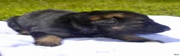 German Shepherd dogs for sale: Violet - Ad 2