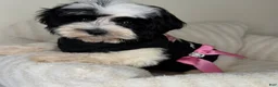 Teddy Bear dogs for sale: Mochi - Ad 3