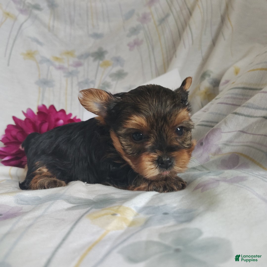 Yorkshire Terrier dogs for sale: Cindy - Ad 4