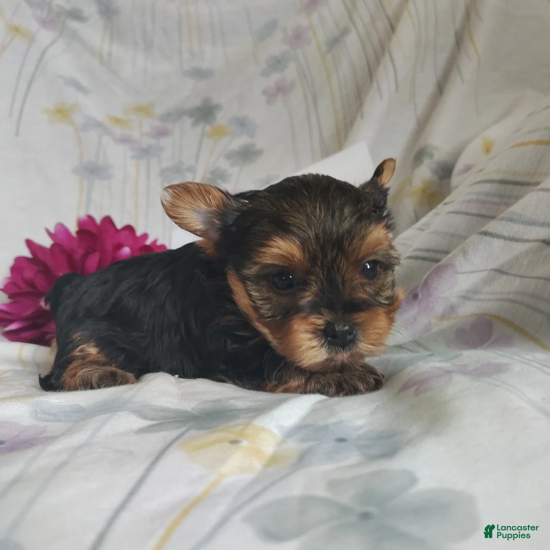 Yorkshire Terrier dogs for sale: Charlie - Ad 9