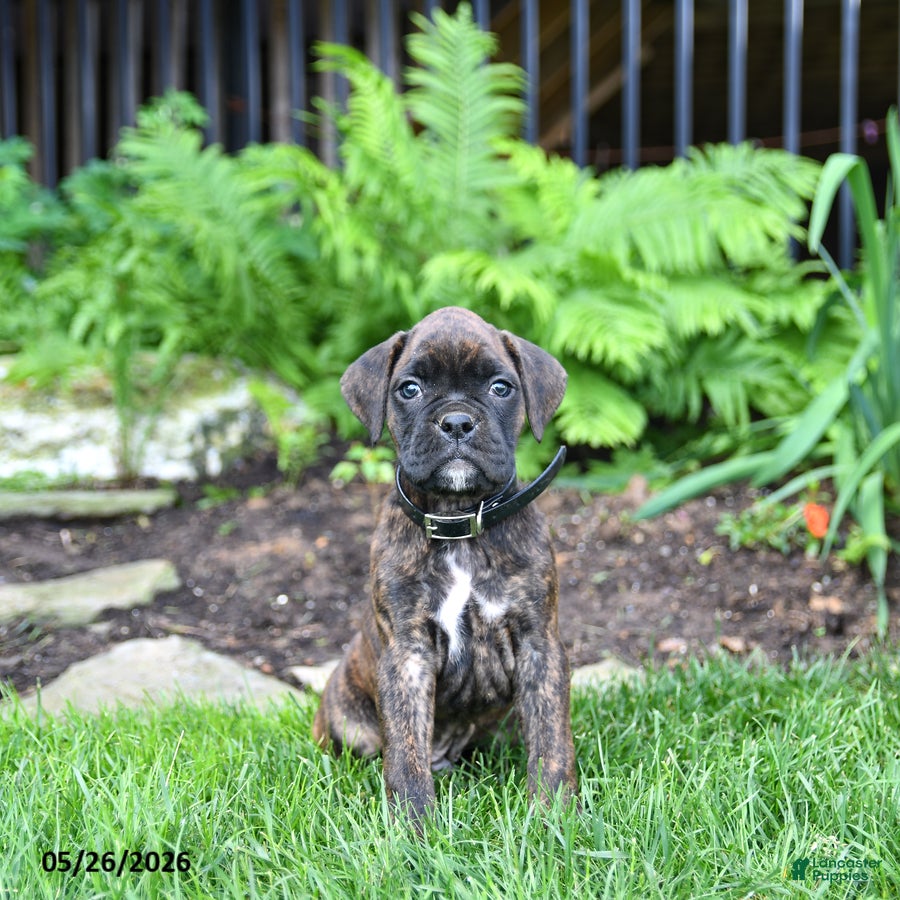 Boxer dogs Blaze - Ad 1