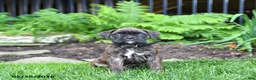 Boxer dogs for sale: Blaze - Ad 1