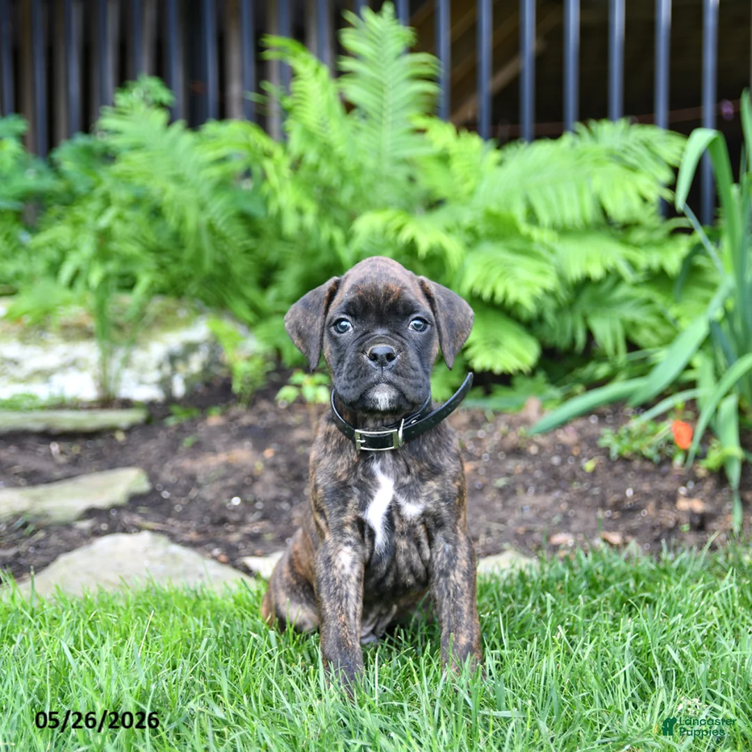Boxer dogs for sale: Blaze - Ad 1