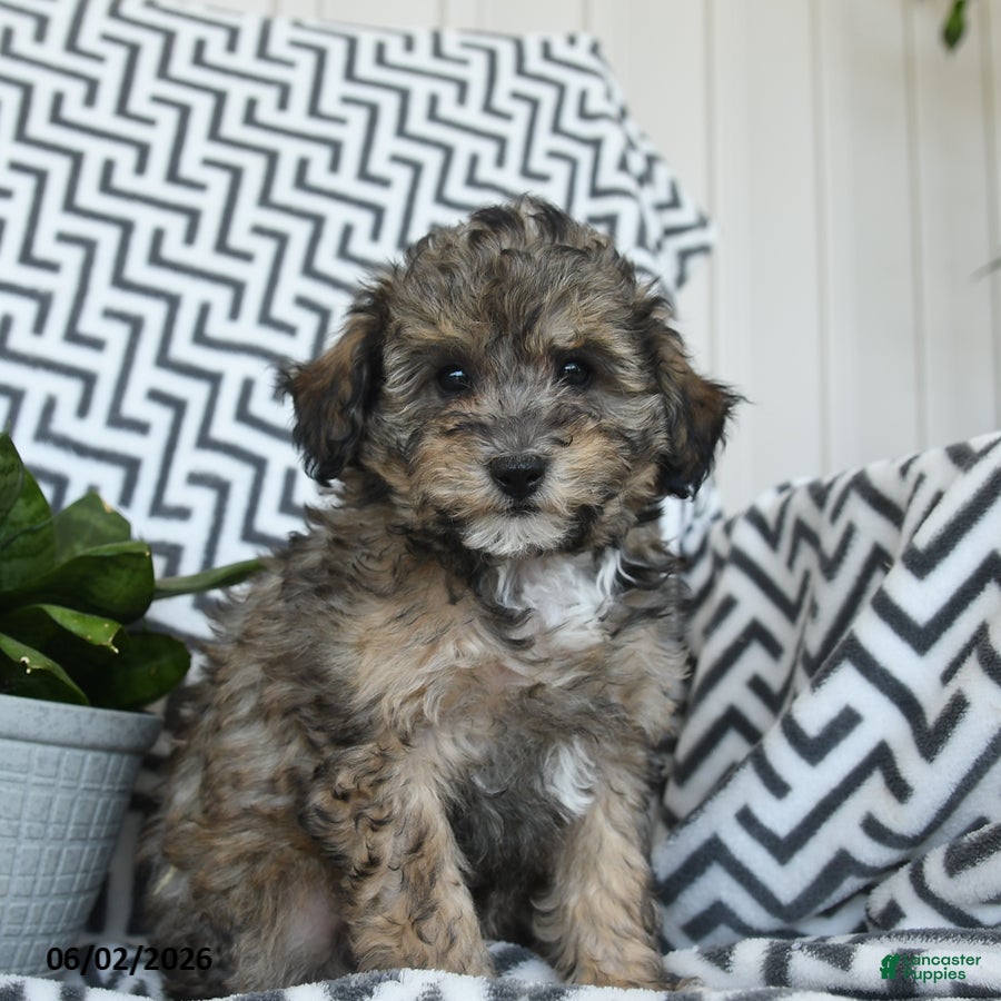 Bichpoo dogs for sale: Sherbert - Ad 3