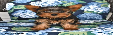Taffy