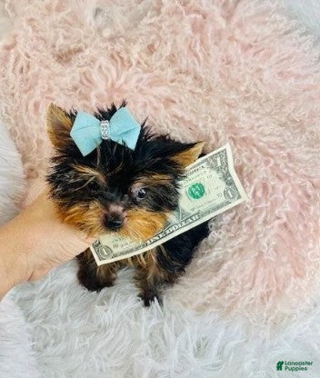 Yorkshire Terrier dogs Yorkshire Terrier Puppy 1 - Ad 1