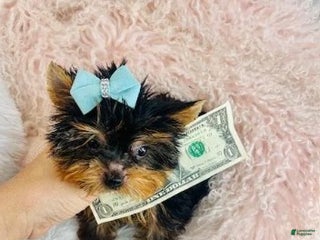 Yorkshire Terrier dogs Yorkshire Terrier Puppy 1 - Ad 1