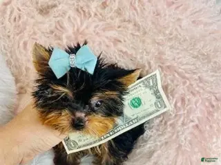 Yorkshire Terrier dogs Yorkshire Terrier Puppy 1 - Ad 4