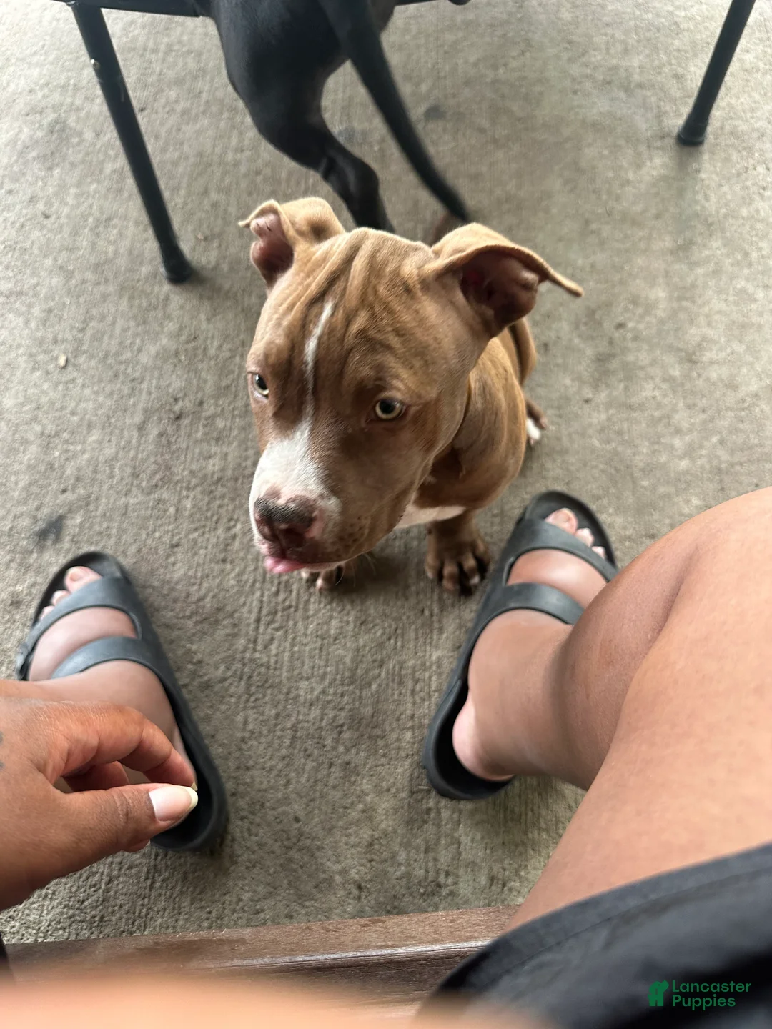 American Pit Bull Terrier dogs for sale: American Pit Bull Terrier Puppy 2 - Ad 2