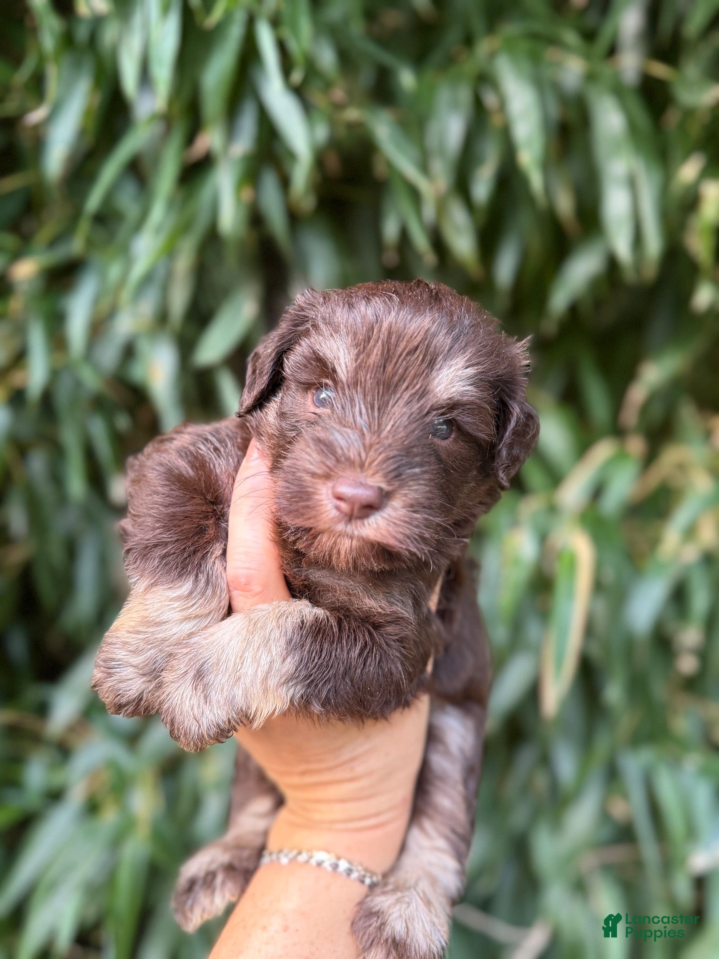 Miniature Schnauzer dogs Miniature Schnauzer 1 - Ad 32