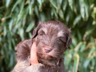 Miniature Schnauzer dogs Miniature Schnauzer 1 - Ad 32