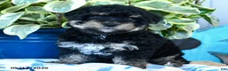 Yorkiepoo dogs for sale: Cricket - Ad 2