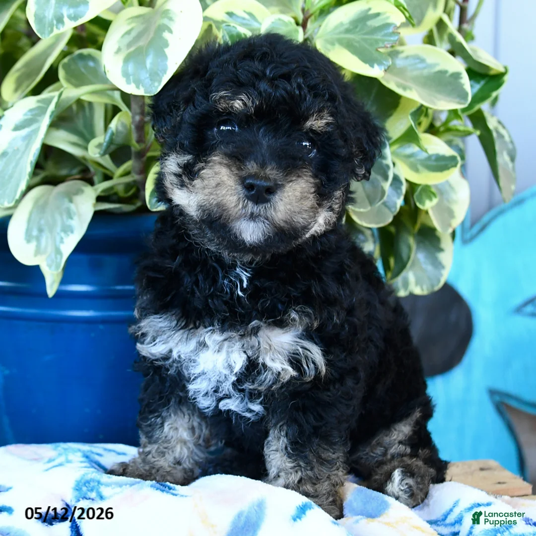 Yorkiepoo dogs for sale: Cricket - Ad 2