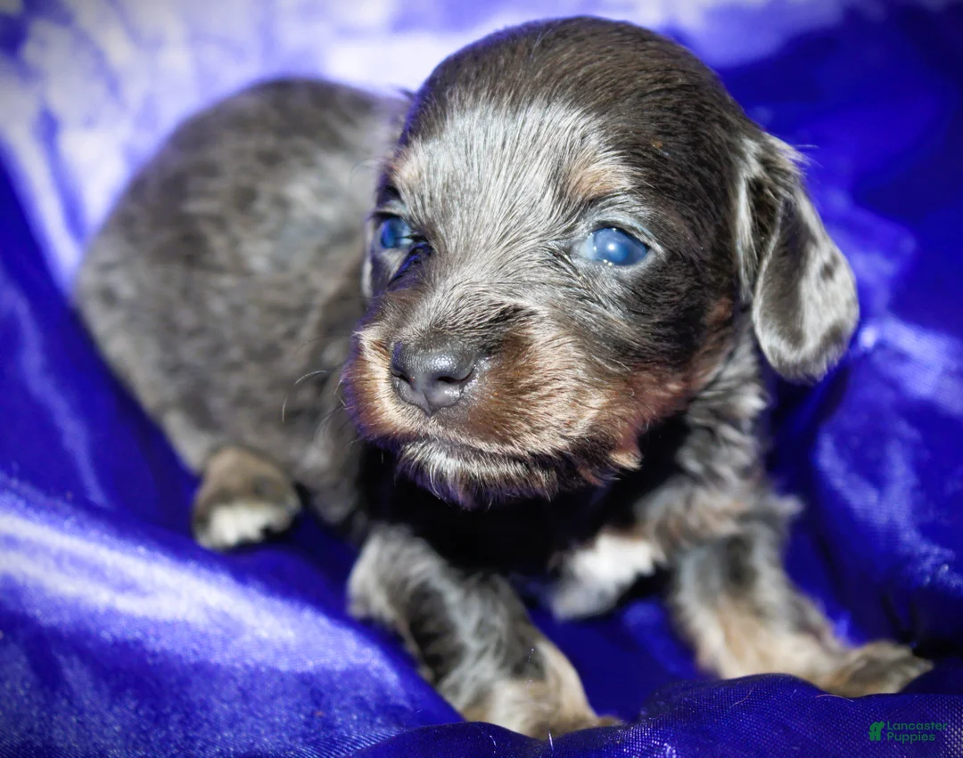Dachshund dogs for sale: Helen - Ad 2