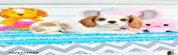 Cavalier King Charles Spaniel dogs for sale: Rosalie - Ad 3