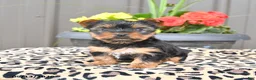Yorkshire Terrier dogs for sale: Melody - Ad 2