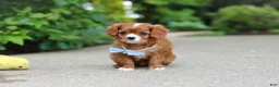 Cavalier King Charles Spaniel dogs for sale: Charlie - Ad 15