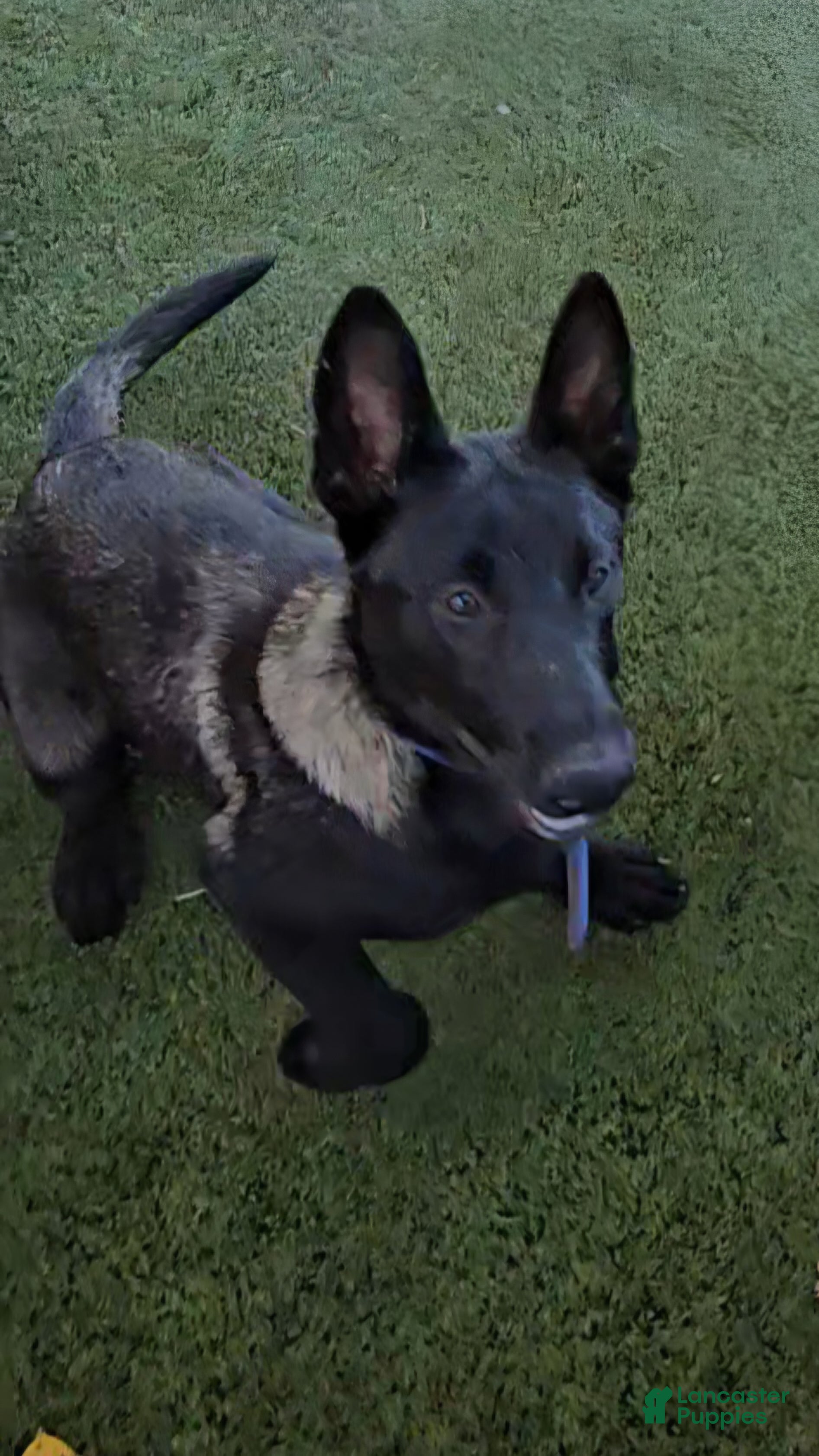 Belgian Malinois dogs Blue Collar Boy  - Ad 2