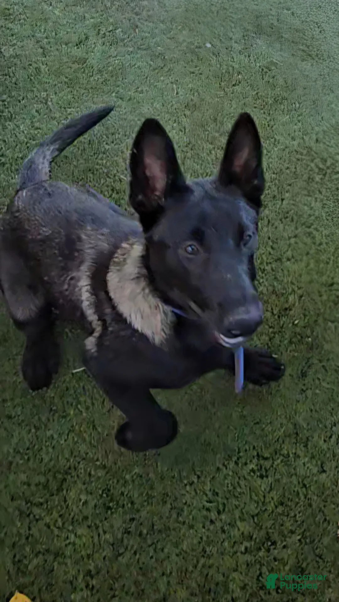 Belgian Malinois dogs for sale: Blue Collar Boy  - Ad 2