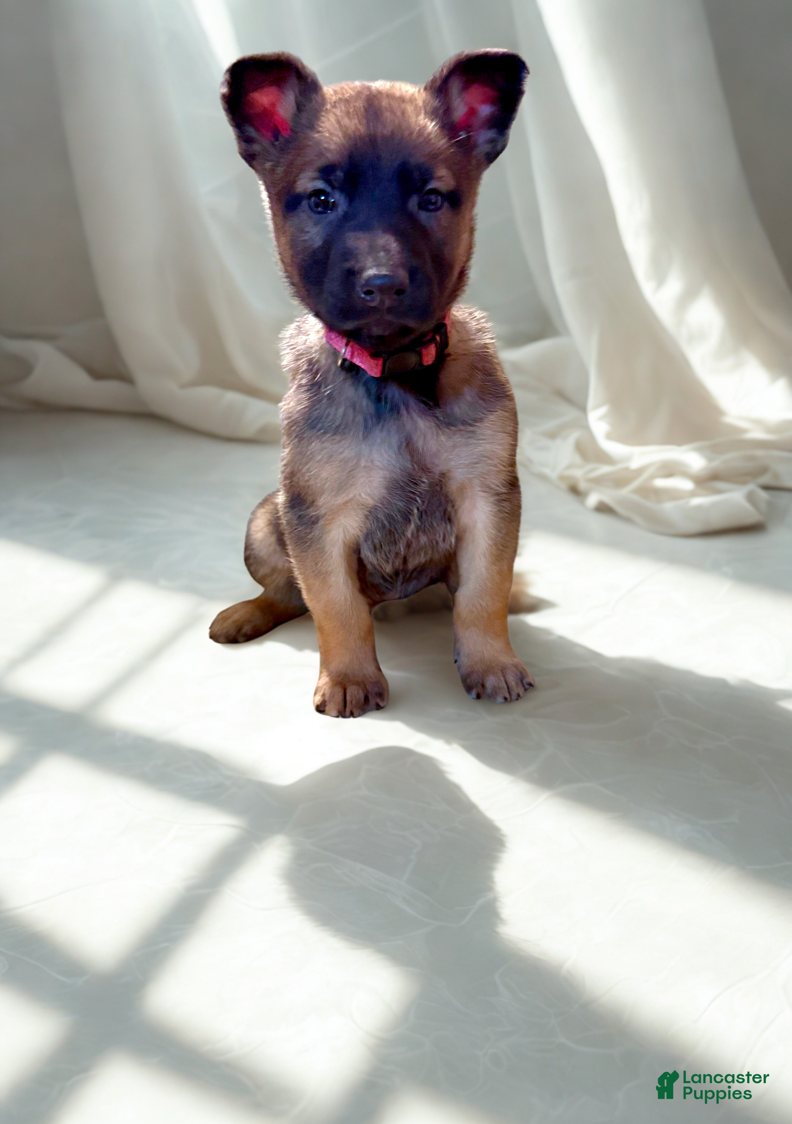 Mixed Breed dogs Dark pink Collar - Female Fawn - Ad 1