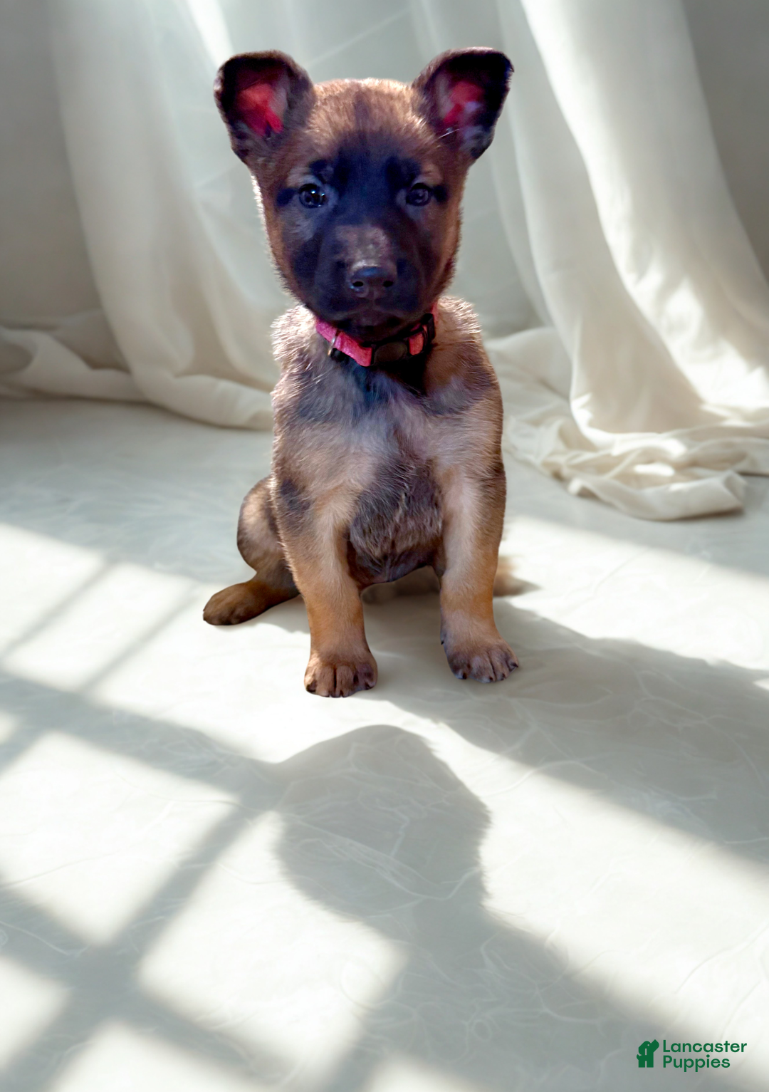 Mixed Breed dogs for sale: Dark pink Collar - Female Fawn - Ad 1