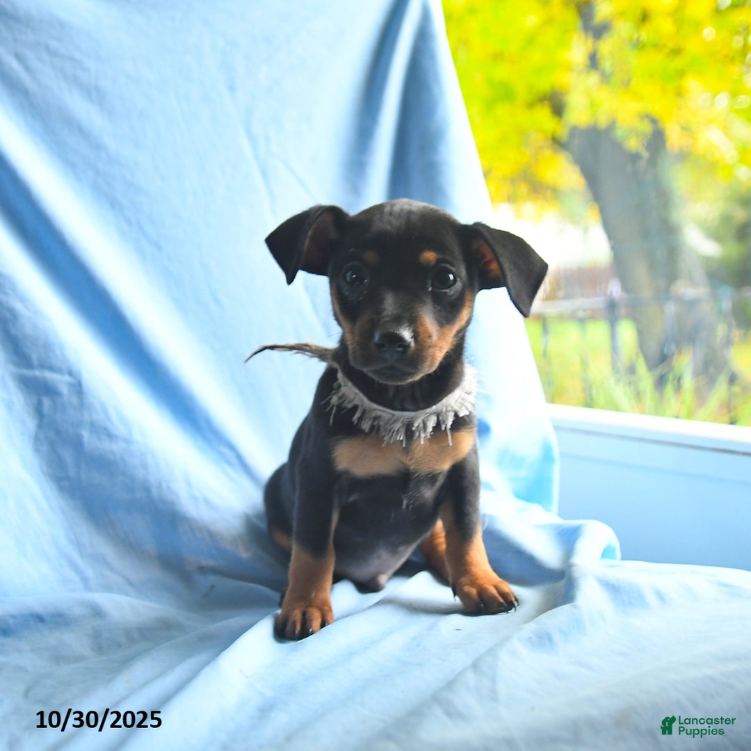 Mixed Breed dogs for sale: Ganaderma - Ad 1