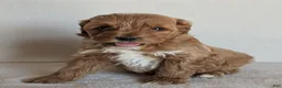 Cockapoo dogs for sale: Bentley - Ad 2