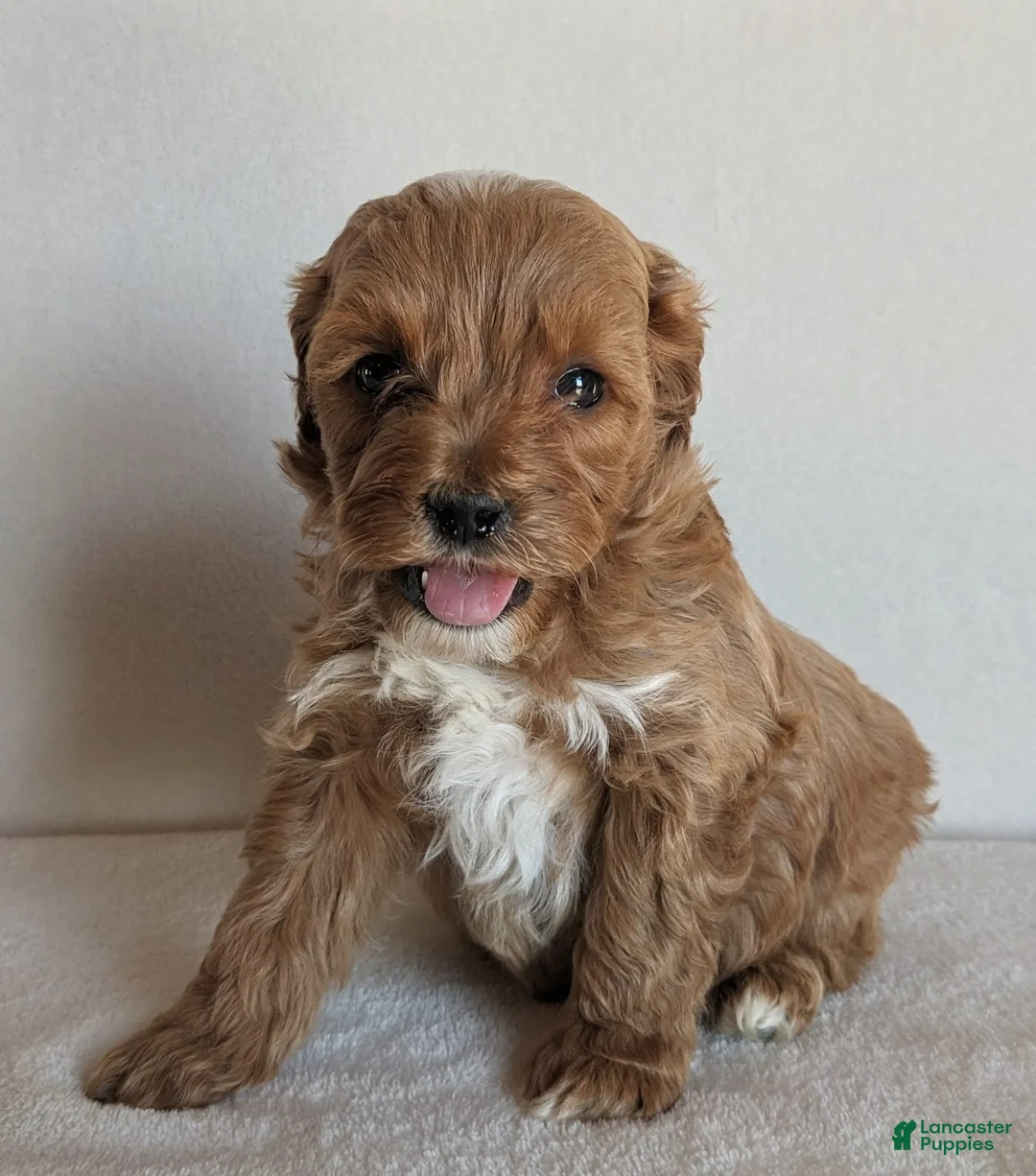 Cockapoo dogs for sale: Bentley - Ad 2