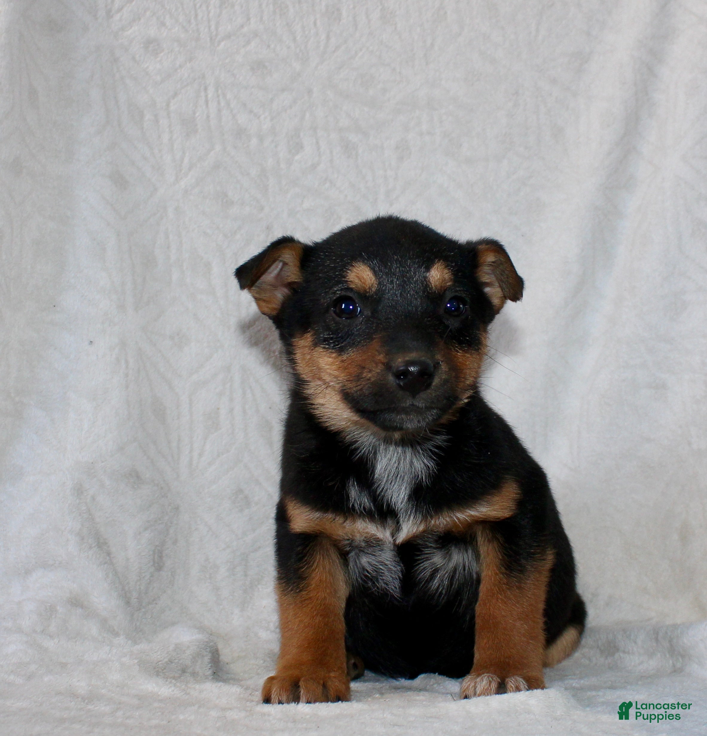 Mixed Breed dogs Sally - Ad 19
