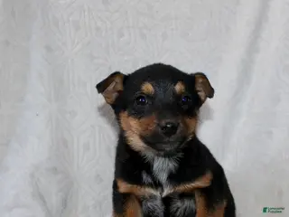 Mixed Breed dogs Sally - Ad 24