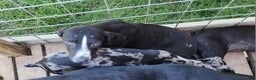 Catahoula Leopard Dog dogs for sale: Juliet 2025 Male 4 - Ad 21