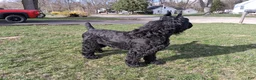 Giant Schnauzer dogs for sale: Ink - Ad 5