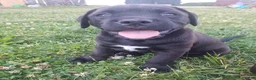 Mixed Breed dogs for sale: Clark - Ad 6